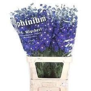 DELPHINIUM DEWI BLUE STAR 120